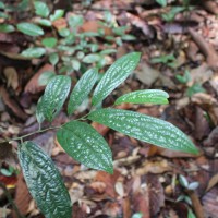 Diospyros albiflora Alston